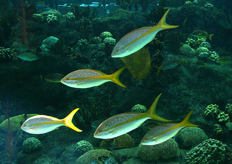 The Florida Aquarium